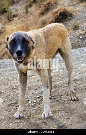 Kangal Shepherd dog along the road, Turkey Stock Photo