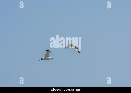 Two seagulls flying high above in clear blue sky in Donjin, South Korea Stock Photo