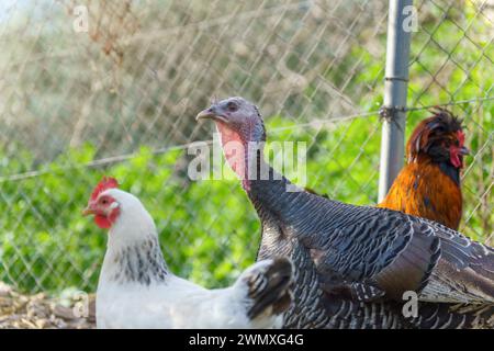 Turkey in a farmyard pen inside a metal fence next to chickens Stock Photo