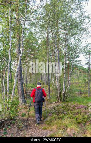 Woman hiking with walking poles and a backpack on a path at a bog with birch trees and pine trees Stock Photo