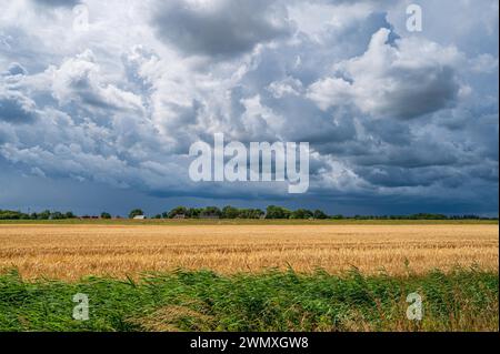 Dark clouds over a golden wheat field with a dynamic and dramatic atmosphere, Neuharlingersiel, East Frisia, Lower Saxony Stock Photo