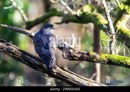 Common Buzzard, Buteo buteo in the forest at winter Stock Photo