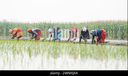 Morigaon, India. 20 February 2024. Women plant rice saplings in a paddy field on February 20, 2024 in Mayong, India. Rice cultivation contributes to Stock Photo