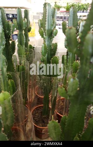 kaktus echinocactus Schwiegermutterstuhl Echinocactus grusonii - Cactus Echinocactus grusonii