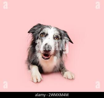 Portrait attentive merle border collie dog lying down. Isolated on pink pastel background Stock Photo
