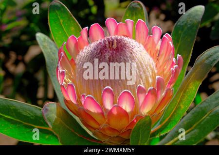 King protea (Protea cynaroides) Blandys Garden, Funchal, Madeira Island Stock Photo