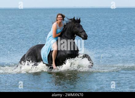 Friesian Horse. Jana Baade galloping on her gelding Nero in water. Germany Stock Photo