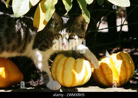 Domestic cat. Kitten walking between pumpkins. Germany Stock Photo