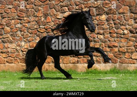 Friesian Horse. Powerful stallion from Geyerspan Stud in a gallop. South Africa Stock Photo
