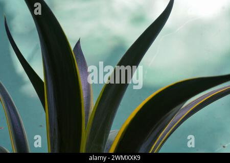 Wonosobo Indonesia 30 january 2023, Mother-in-Law's Tongue (Sansevieria trifasciata) is an ornamental plant that can live indoors or outdoors which ha Stock Photo