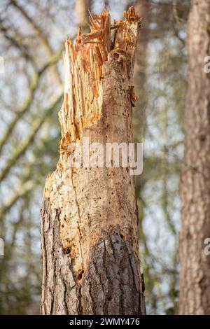 Stump remaining from a fallen tree infested with woodworm: infestation of wood-eating larvae causing the damage & subsequent fall due to the damage. Stock Photo