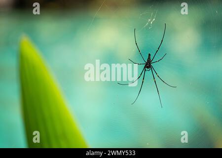 A golden orb-web spider (Nephila Pilipes) at the Paisu Pok Lake in Luk Panenteng, Banggai, Sulawesi, Indonesia. Stock Photo
