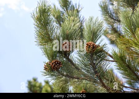 Pine branch with cones on a background of blue sky Stock Photo