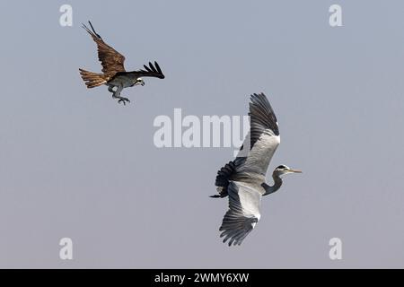Egypt, Aswan, Osprey and Grey Heron flying Stock Photo