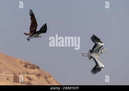 Egypt, Aswan, Osprey and Grey Heron flying Stock Photo