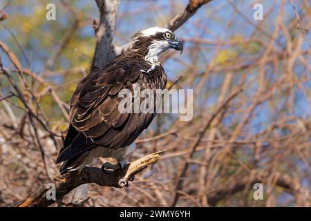 Egypt, Aswan, Osprey Stock Photo