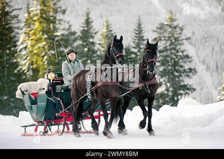 Slight with Friesian mares, Stud Pilzhof, Austria Stock Photo