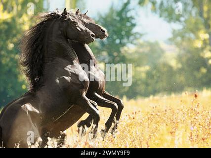 Friesian. Two stallions rearing in a meadow. Germany Stock Photo