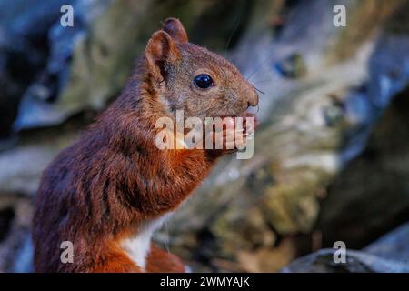 France, Ille et Vilaine, Rennes, grove, red squirrel (Sciurus vulgaris), eats a hazelnut Stock Photo