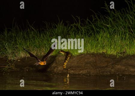 France, French Guiana, venom collection mission of the Venometech laboratory, Kaw Marshes, Spectacled Caiman (Caiman crocodilus) and Noctilion (Noctilio leporinus), fishing bat hunting in flight Stock Photo