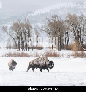 American Bisons ( Bison bison ), Buffalos in typical surrounding, plain, prairie, walking through snow, Lamar Valley, Yellowstone, Wyoming, wildlife, Stock Photo