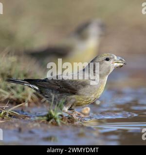 Parrot Crossbill  / Crossbills ( Loxia pytyopsittacus ) drinking at a puddle, wildlife, Europe. Stock Photo