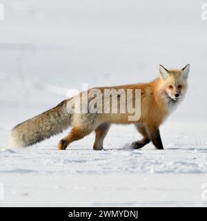 American Red Fox ( Vulpes vulpes ) in winter, running through snow, watching, Yellowstone NP, Wyoming, USA. Stock Photo