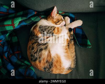 A serene calico cat dozes curled up on a colorful plaid blanket, conveying a sense of tranquility and comfort Stock Photo