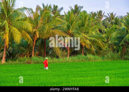 Vietnam, Mekong Delta, surroundings of Tra Vinh, work in the rice fields Stock Photo