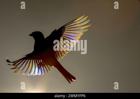 From above of silhouette of a bird in flight with sunlight filtering through its feathers, creating a prism of colors Stock Photo
