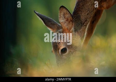 A tranquil close-up of a roe deer's head as it peeks through the foliage, with a focus on its gentle eyes and soft ears Stock Photo