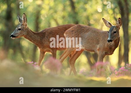A duo of roe deer move gracefully among the woodland, one looking ahead and the other gazing at the camera, with soft pink flowers in the foreground Stock Photo