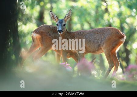 Two roe deer in a sunlit glade, one facing the camera with a calm and attentive expression amidst soft greenery and purple wildflowers Stock Photo