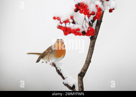 A European robin resting on a branch covered in snow next to bright red berries on a foggy day. Stock Photo