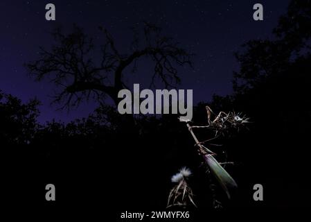 A solitary Empusa pennata, also known as a conehead mantis, perched on a plant against a dark night sky sprinkled with stars and silhouetted trees Stock Photo