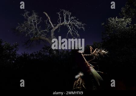 An Empusa pennata, poised on a branch under a star-studded night sky with ghostly tree silhouettes Stock Photo