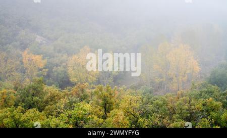 Cascade oak trees with golden leaves shrouded in a dense foggy atmosphere Stock Photo