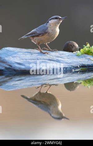 A Nuthatch standing on a stone slab with its reflection in the water, set against a soft grey background Stock Photo