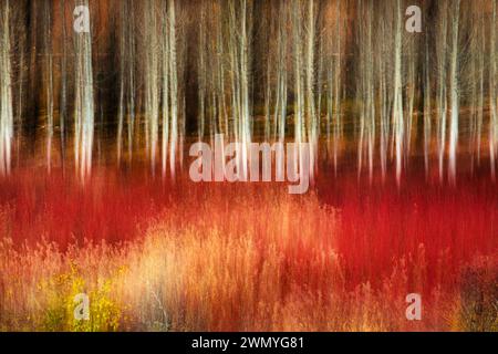 Abstract artistic blur of red wicker plants with the backdrop of ghostly poplar trees in Cuenca, creating a dreamlike forest scene Stock Photo