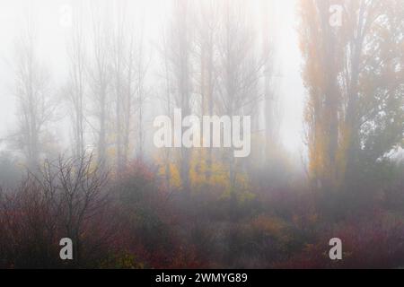 A dreamy autumnal landscape veiled in fog, featuring tall poplars with golden leaves and red willows amidst underbrush Stock Photo