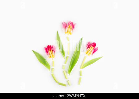 A minimalistic still life of pink and yellow tulips artistically arranged against a white background, capturing the essence of spring. Stock Photo