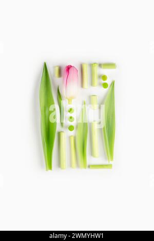 A creative still life studio shot of pink and white tulips with stems artistically arranged on a white background. Stock Photo