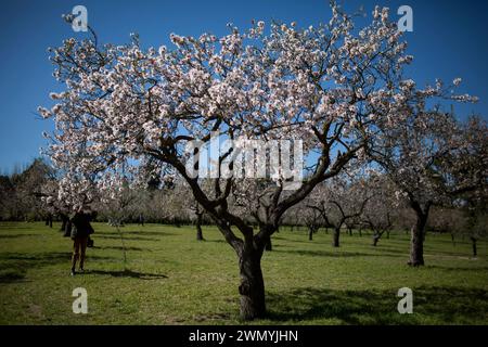 Madrid, Madrid, Spain. 28th Feb, 2024. A woman photographs an almond tree in bloom, in the Quinta de los Molinos park in Madrid. (Credit Image: © Luis Soto/ZUMA Press Wire) EDITORIAL USAGE ONLY! Not for Commercial USAGE! Stock Photo