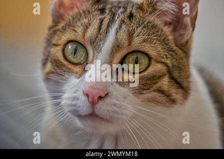European cat tomcat staring green eyed eyes cat Stock Photo