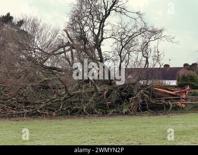 Fallen ancient Oak tree after a storm Stock Photo
