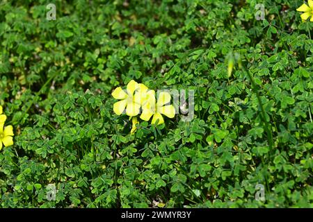 Common Yellow Woodsorrel Stock Photo