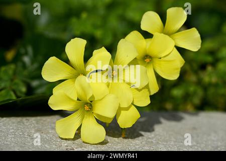 Common Yellow Woodsorrel Stock Photo