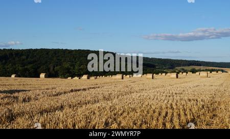 Among modern sheaves of wheat, a path of trampled straw runs across a field under a clear sky, as a symbol of a peaceful road to the future Stock Photo