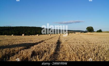 Among modern sheaves of wheat, a path of trampled straw runs across a field under a clear sky, as a symbol of a peaceful road to the future Stock Photo