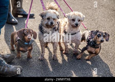 Four inquisitive doggie friends on the lead. Stock Photo